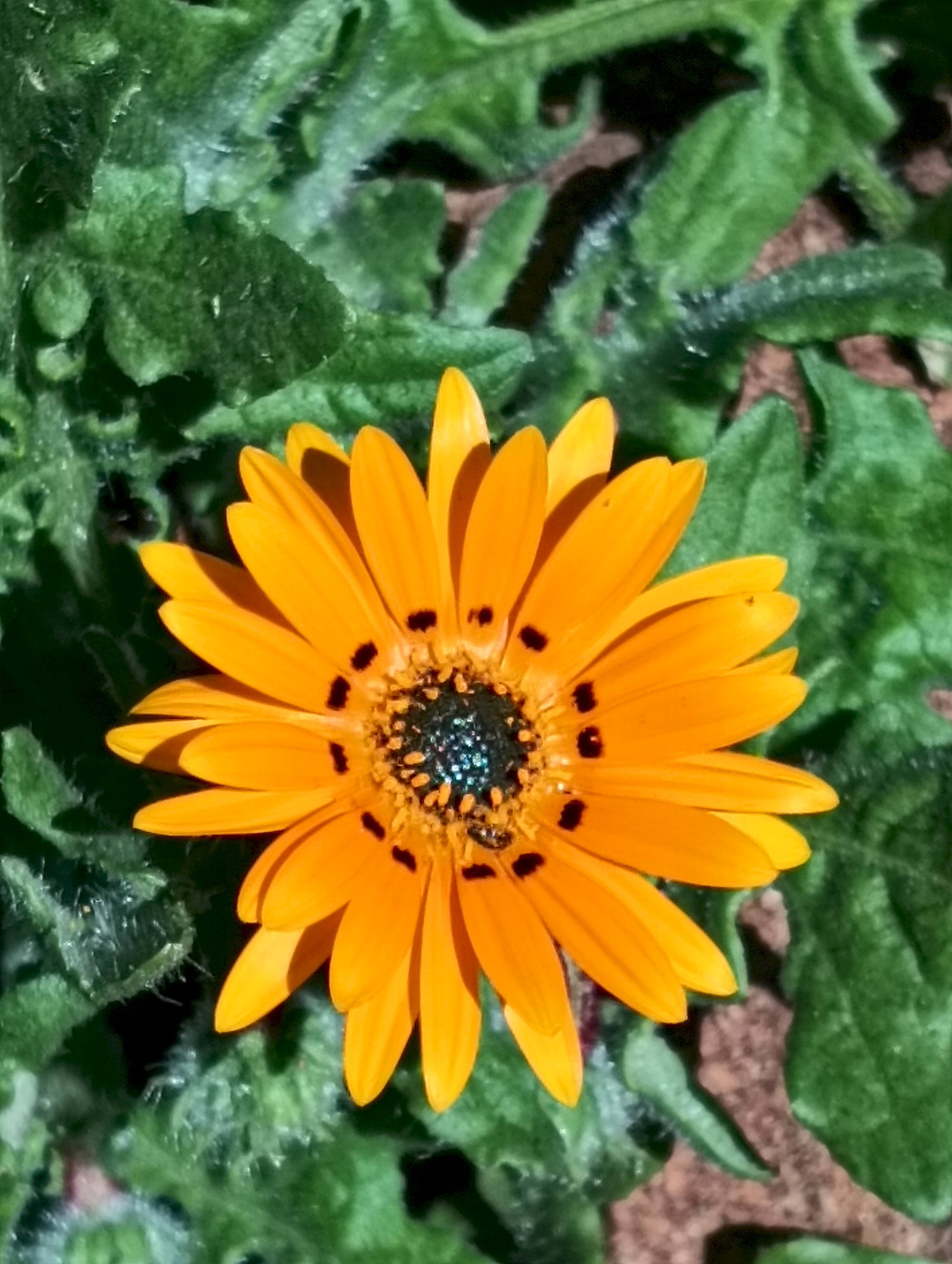 Namaqualand flowers