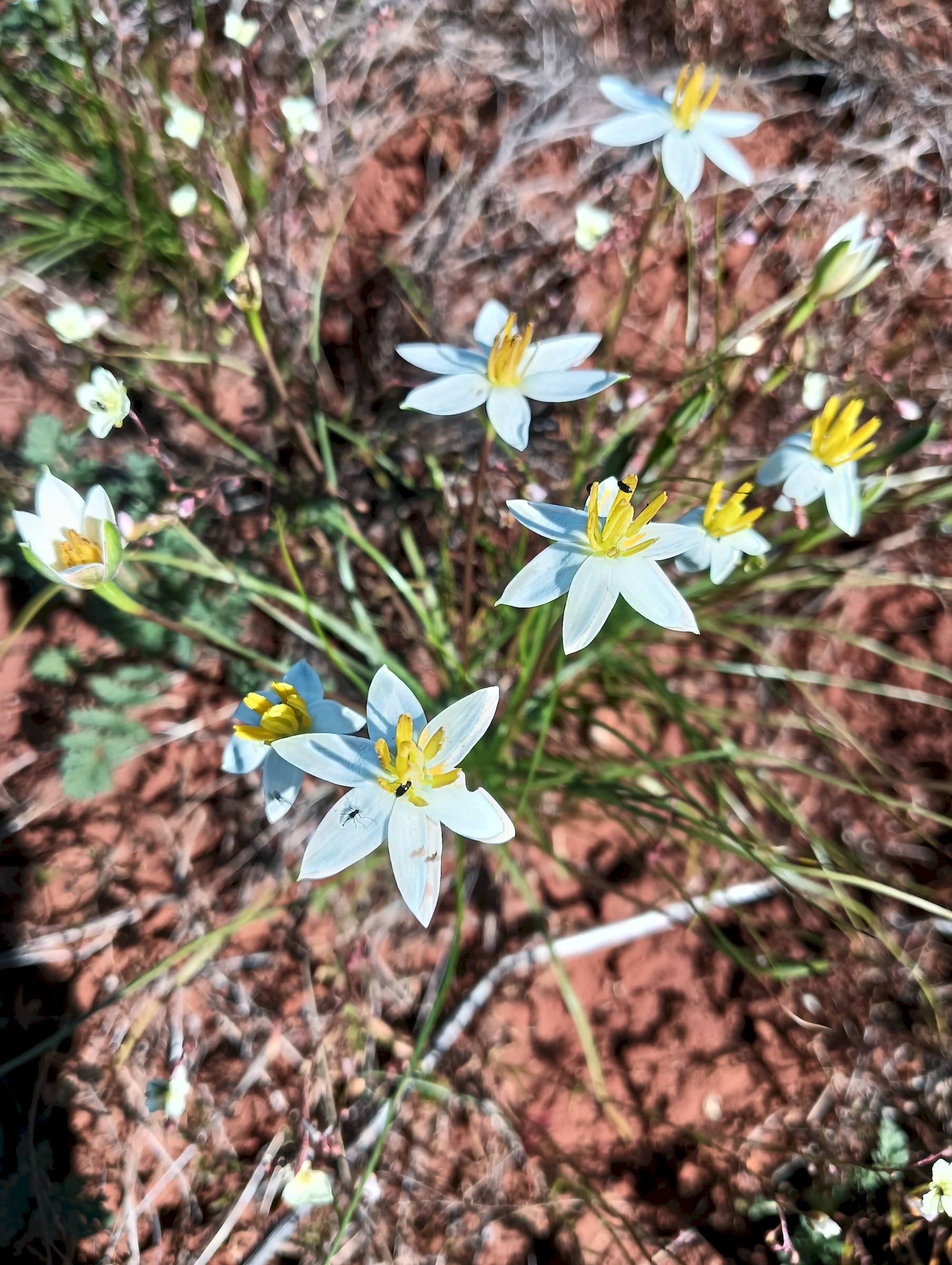 Wildflower tour